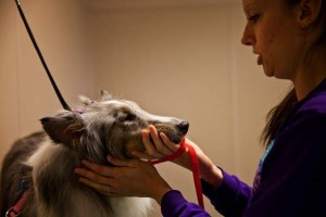 New high-end resort offers “pet care with panache”