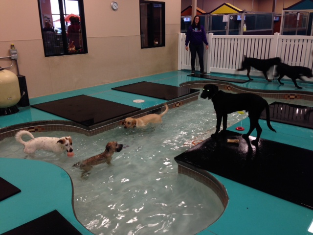 happy dog paw spa happy dog paw spa