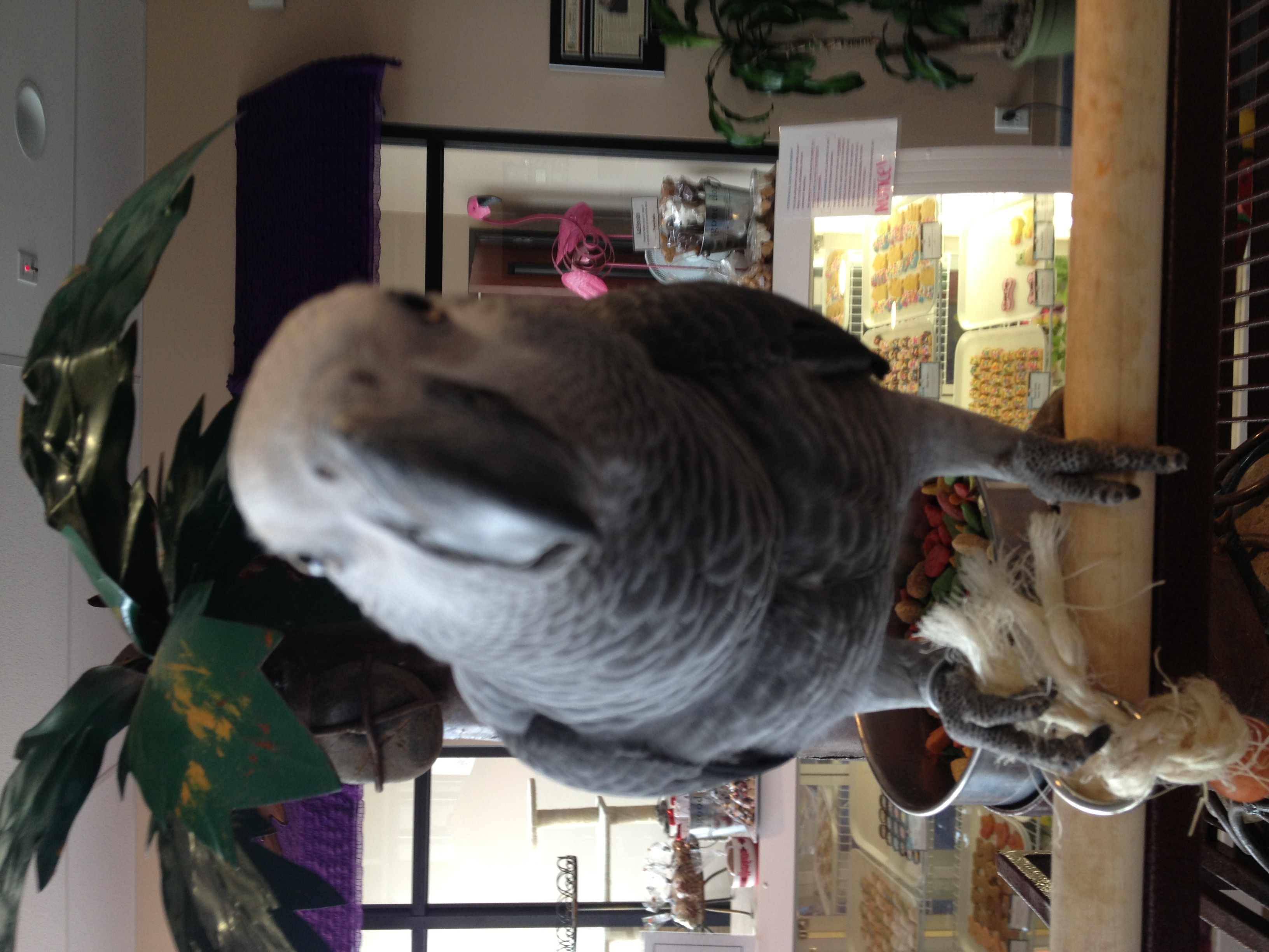 brandonmascot The Paw Spa Pet Resort