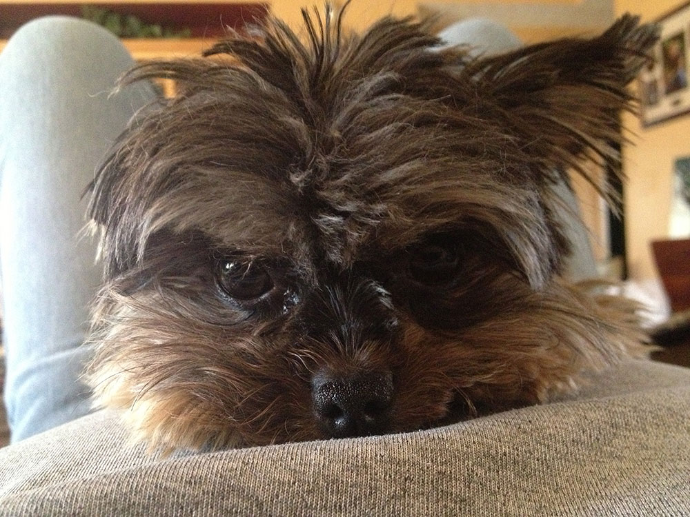 Pets in Omaha's Pet Partner Spotlight The Paw Spa Pet Resort